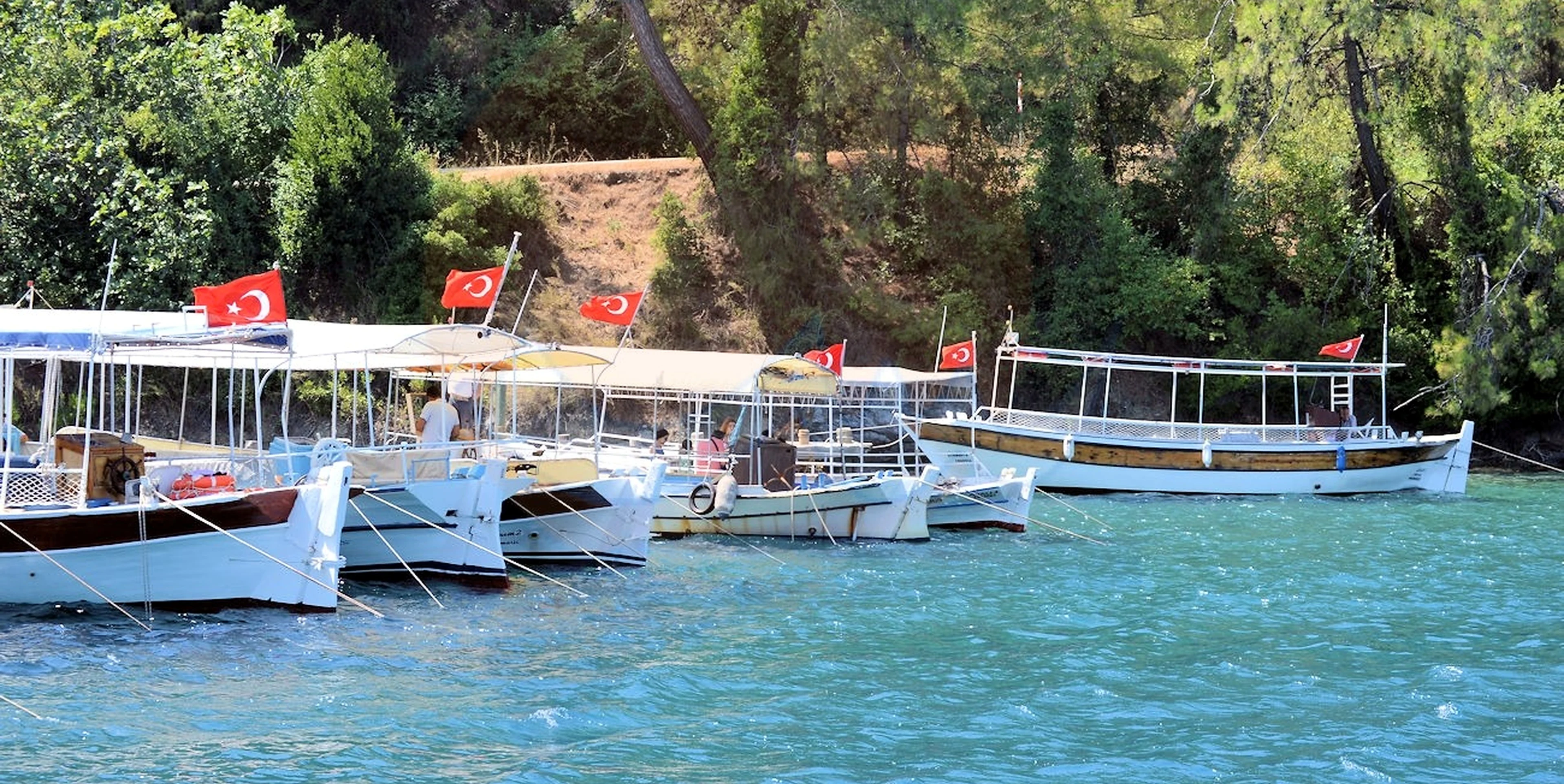 Çamlı bölge görseli