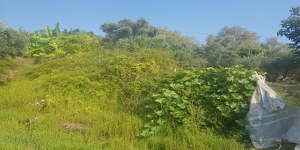 Marmaris - Söğüt Satılık