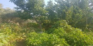 Menteşe - Kızılağaç Satılık