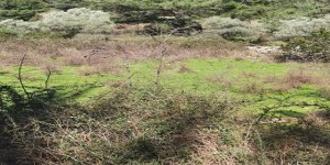 Ula - Gökçe Satılık