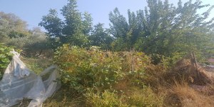 Marmaris - Söğüt Satılık