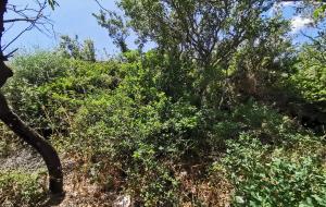 Marmaris - Taşlıca Satılık