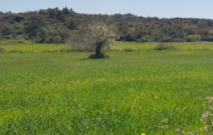 Ula  - Gökçe Satılık